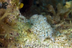 Lettuce Slug in Bloody Bay Marine Park, Little Cayman, D3... by Larry Polster 